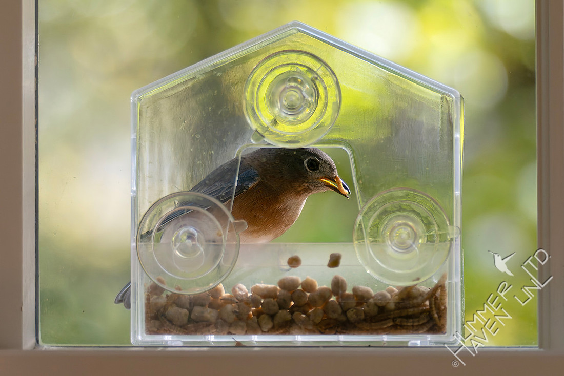 11-2-25 Eastern Bluebird