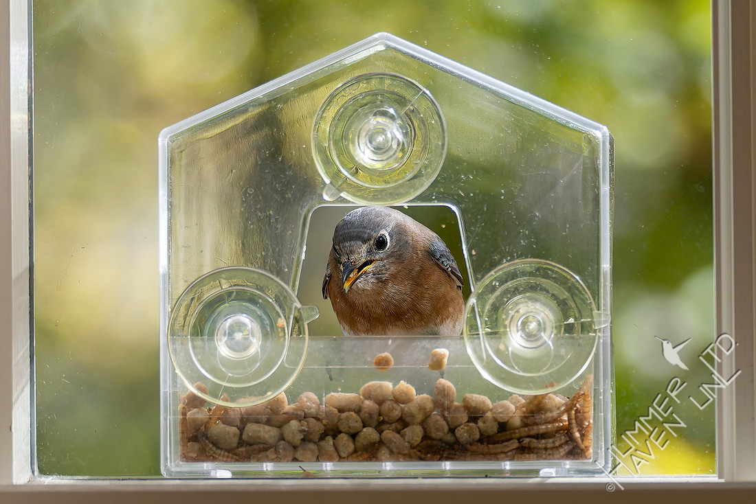 11-2-25 Eastern Bluebird