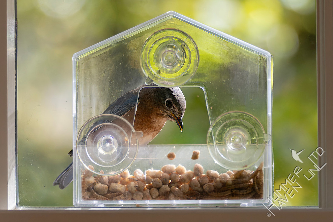 11-2-25 Eastern Bluebird