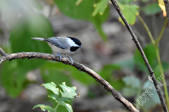 Carolina Chickadee 10-9-16