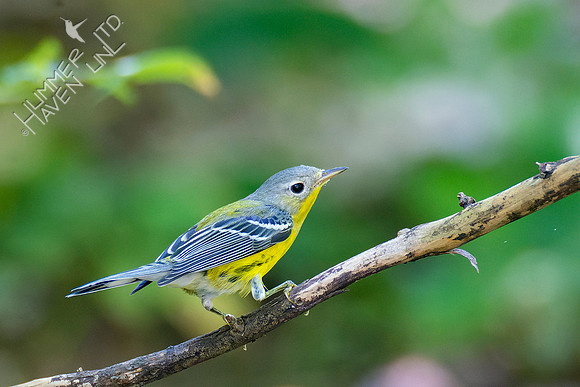 8-31-22 Magnolia Warbler