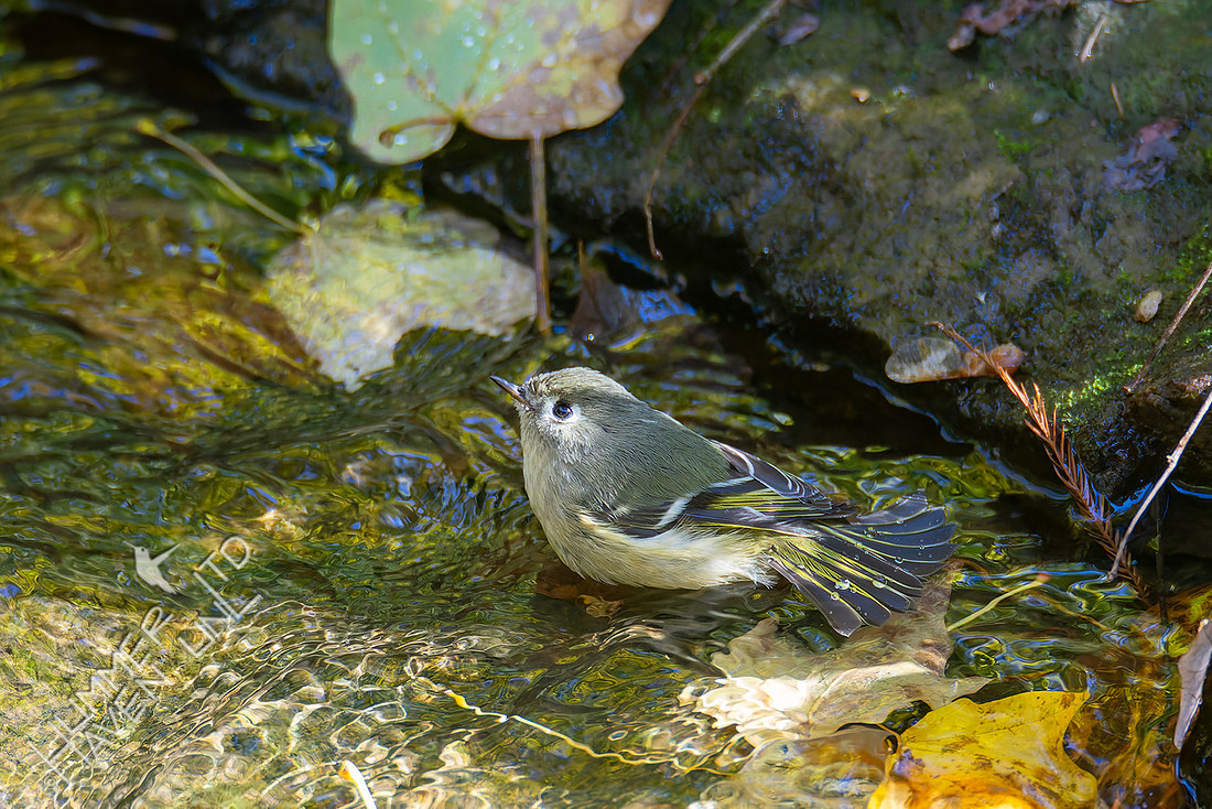 11-3-25 Ruby-crowned Kinglet