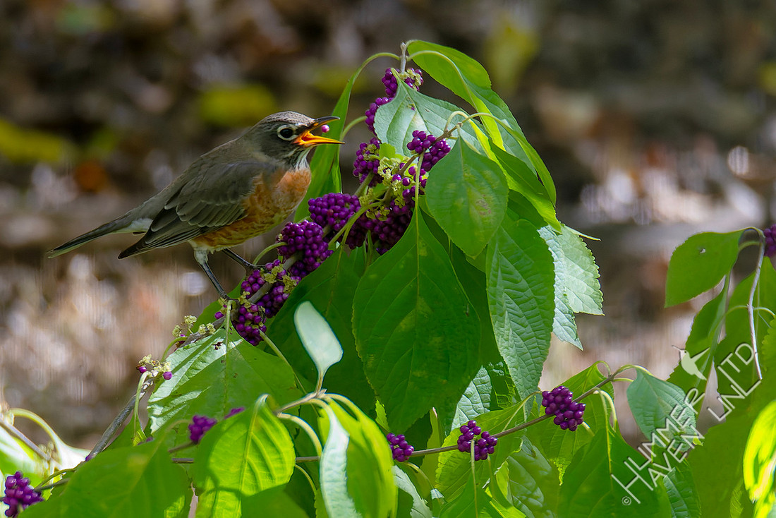 11-3-25 American Robin eating American Beautyberries