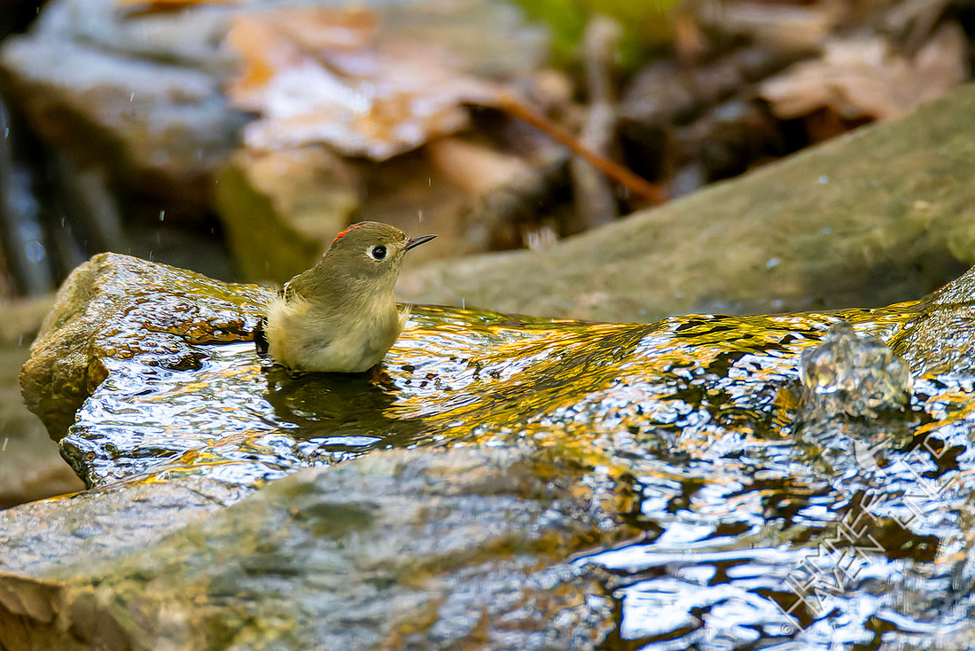 11-3-25 Ruby-crowned Kinglet
