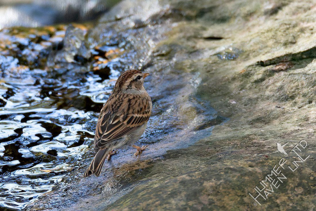 11-4-25 Chipping Sparrow (rare now) Bubbler #75