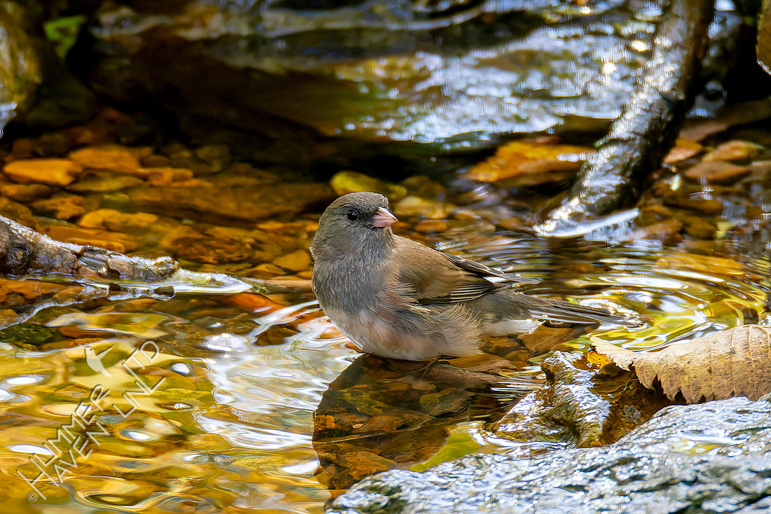 11-4-25 Dark-eyed Junco, Oregon subspecies