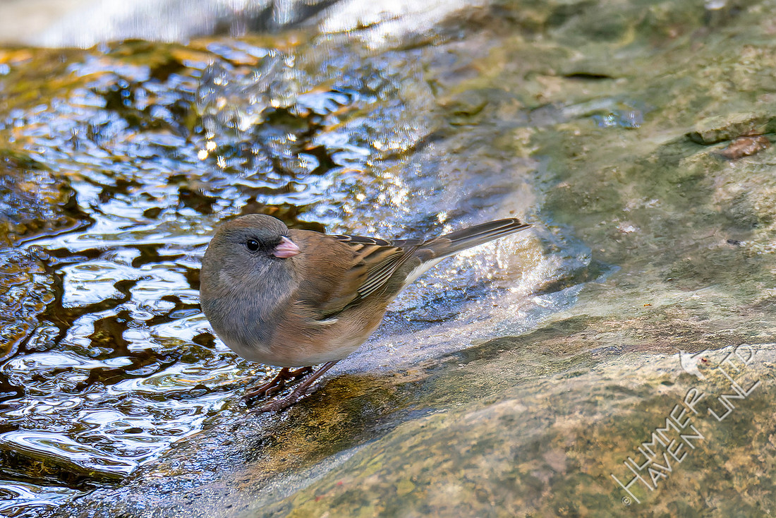 11-4-25 Dark-eyed Junco, Oregon subspecies