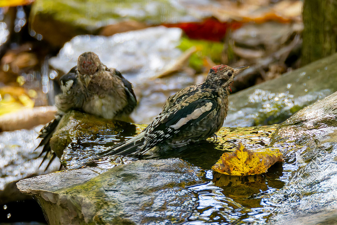 11-4-25 Yellow-bellied Sapsucker immature male and female