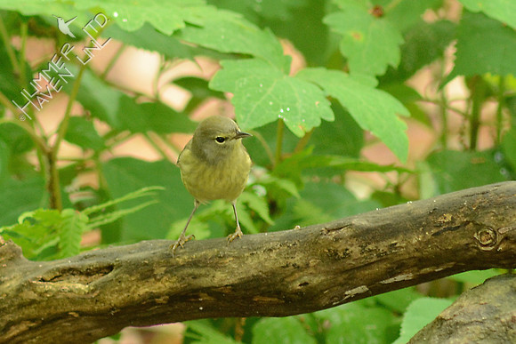 Orange-crowned Warbler