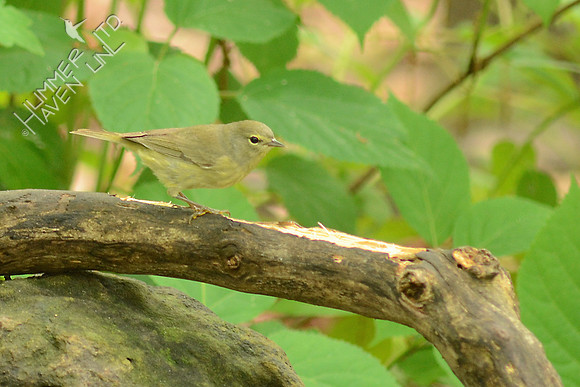 Orange-crowned Warbler