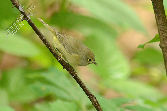 Orange-crowned Warbler