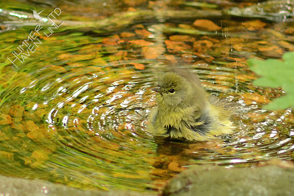 Orange-crowned Warbler
