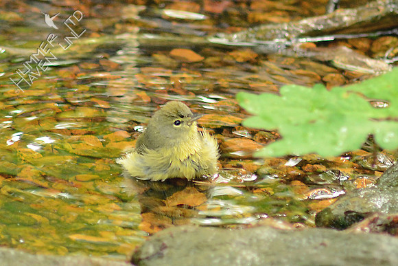Orange-crowned Warbler