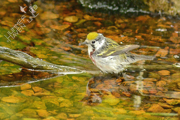 Chestnut-sided Warbler female