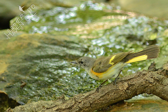 American Redstart