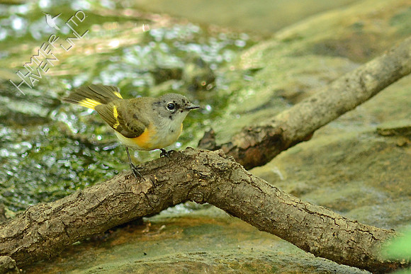 American Redstart