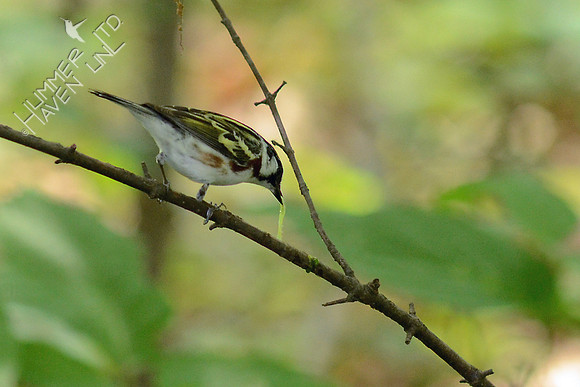 Chestnut-sided Warbler with caterpillar
