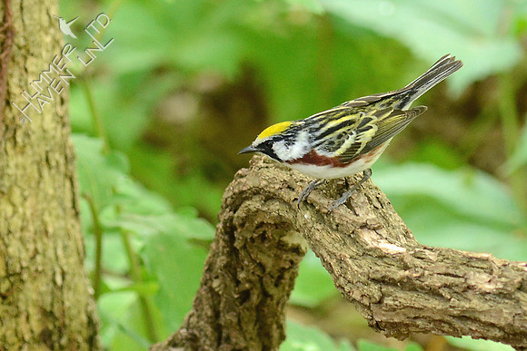 Chestnut-sided Warbler