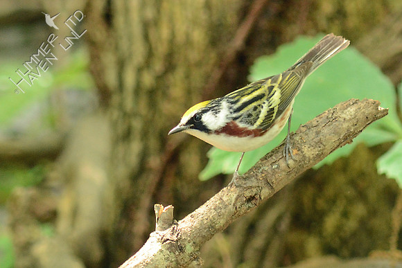 Chestnut-sided Warbler
