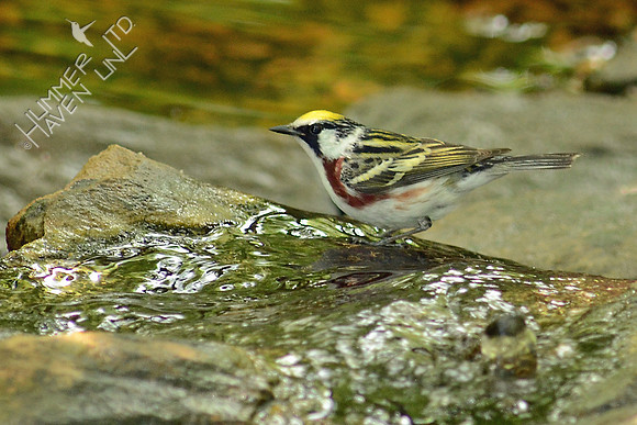 Chestnut-sided Warbler