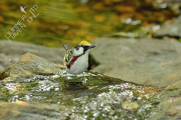 Chestnut-sided Warbler