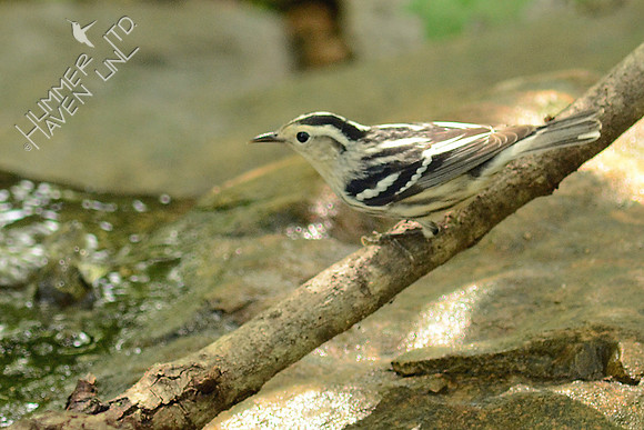 Black and White Warbler female