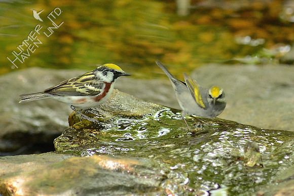 Chestnut-sided Warbler and Golden-winged Warbler female