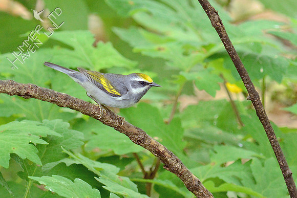Golden-winged Warbler female