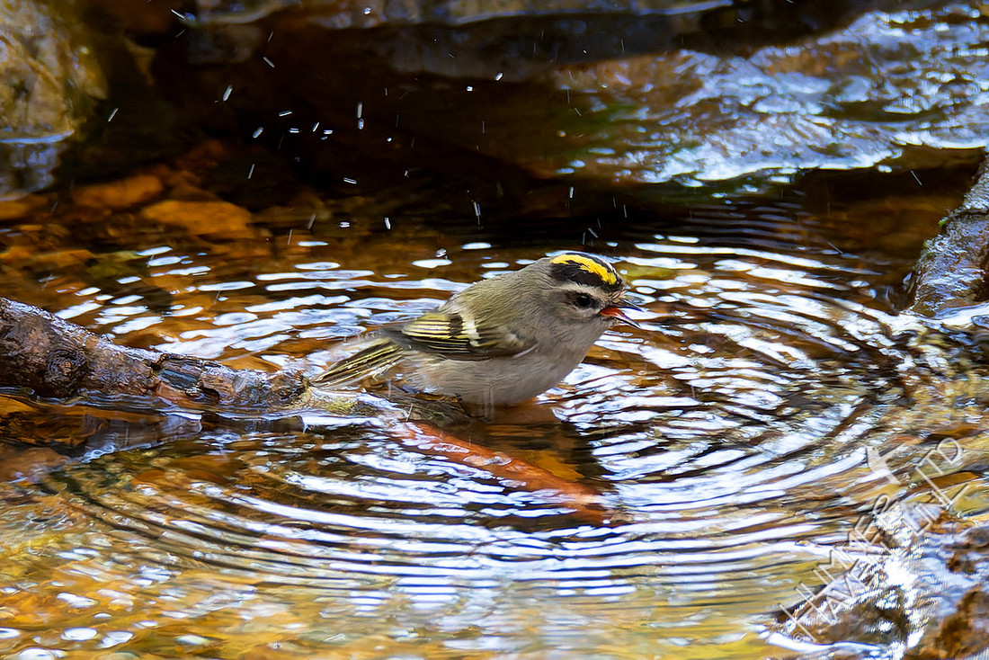 11-6-25 Golden-crowned Kinglet