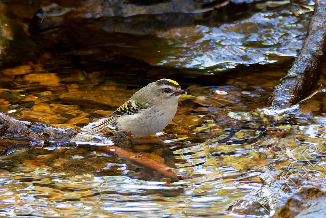 11-6-25 Golden-crowned Kinglet