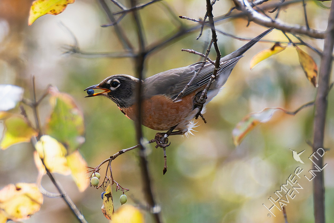 11-9-25 American Robin getting Blackhaw Viburnum fruit