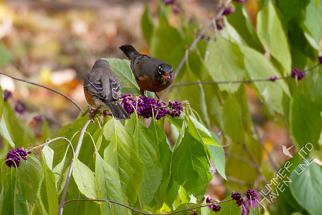 11-9-25 American Robins getting Beautyberries