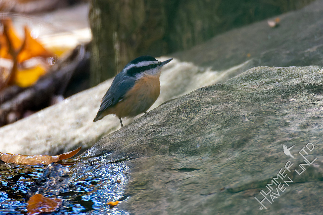 11-10-25 Red-breasted Nuthatch getting a drink