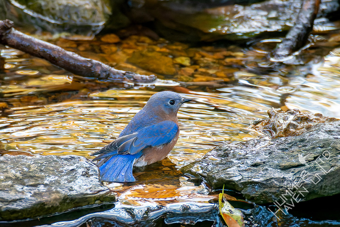 11-11-25 Eastern Bluebird