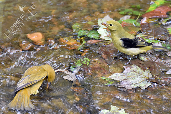 Summer Tanager female and Scarlet Tanager 10-1-16