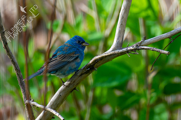4-23-22  Indigo Bunting