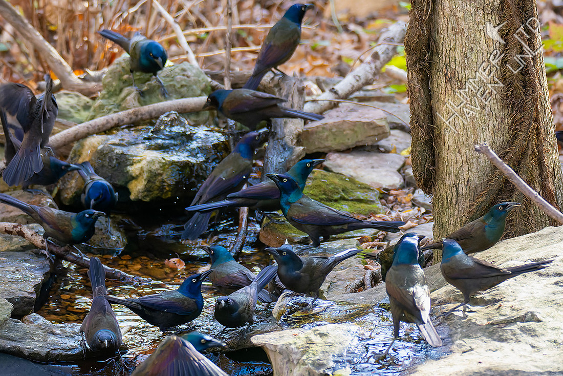 11-12-25 Twenty Common Grackles