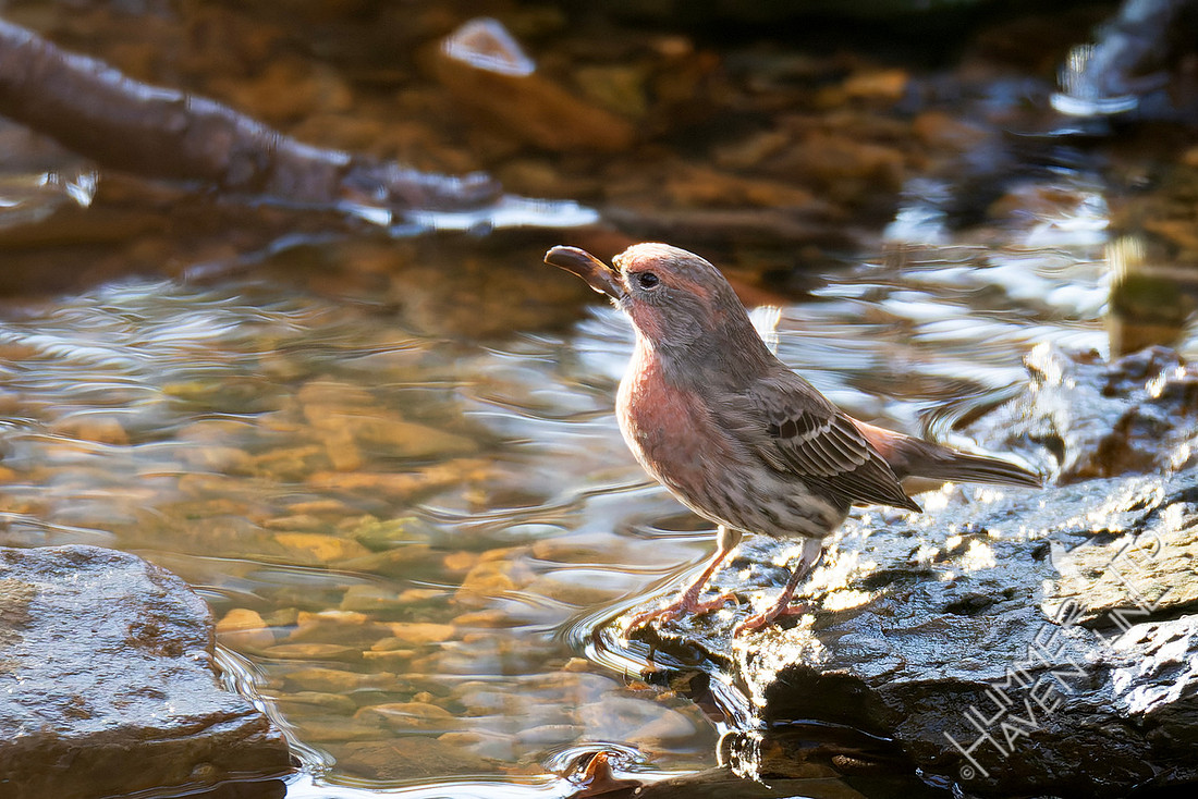11-14-25 House Finch with abnormal bill