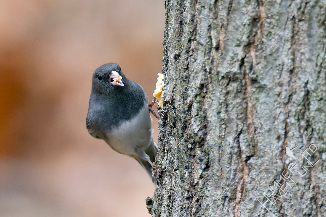 11-19-25 Dark-eyed Junco