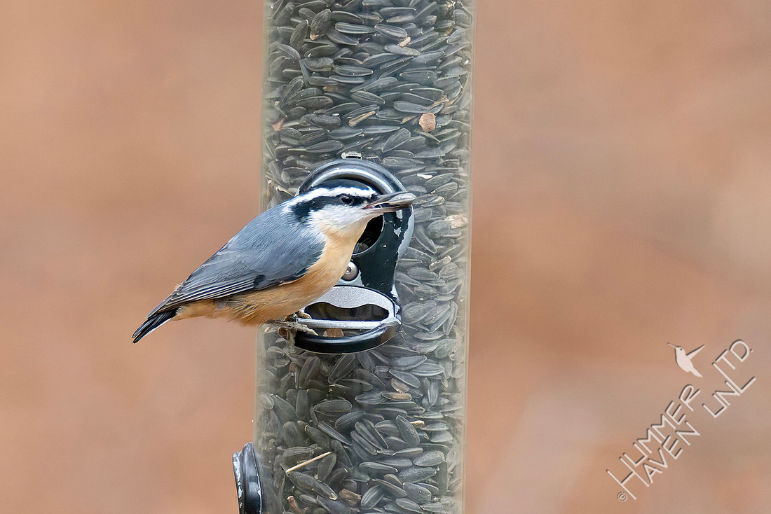 11-19-25 Red-breasted Nuthatch