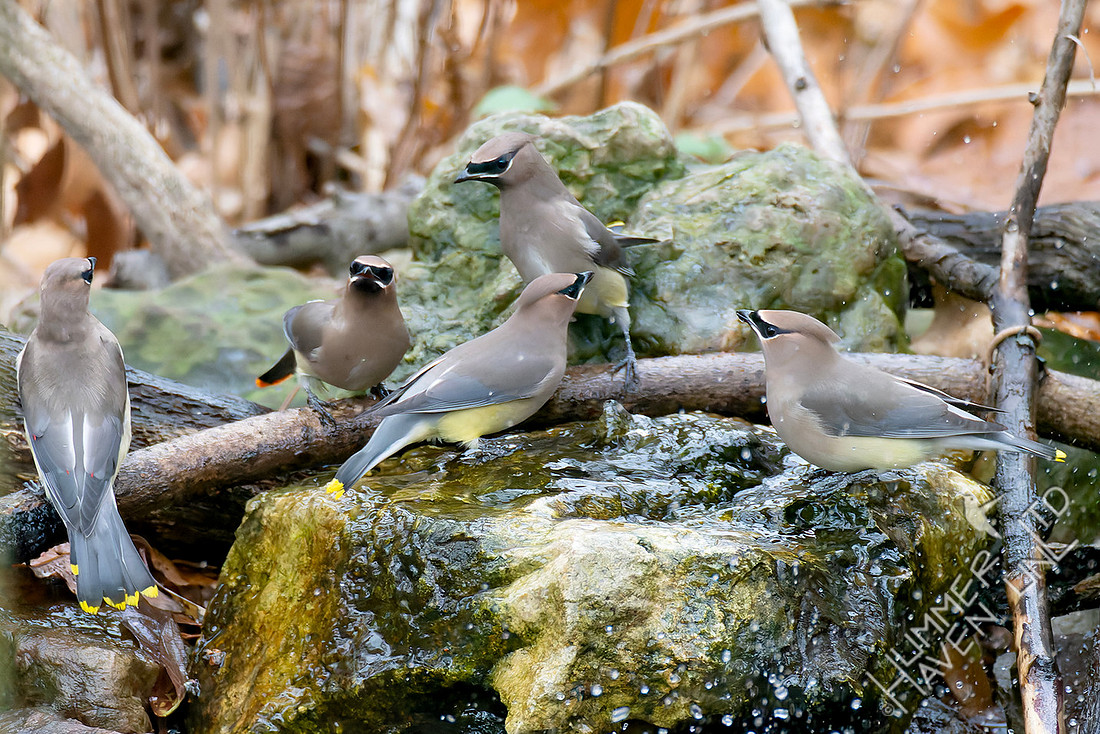 11-19-25 Cedar Waxwings
