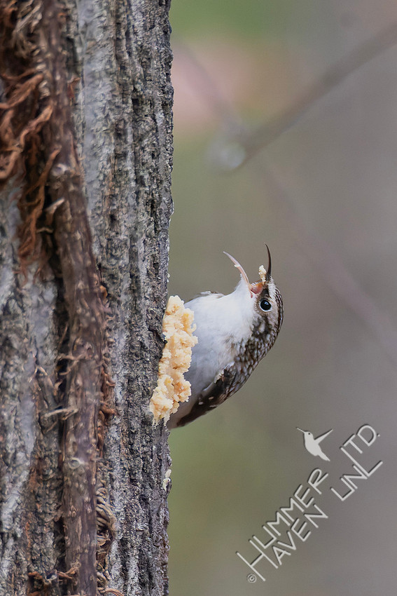 11-19-25 Brown Creeper