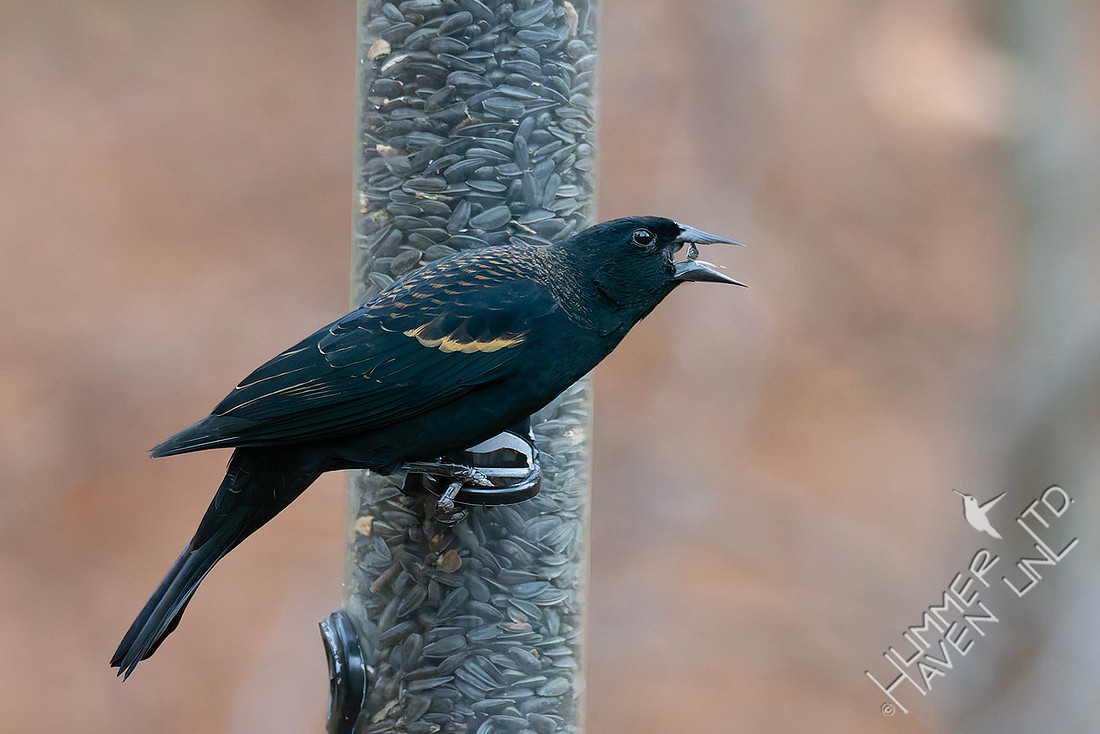 11-19-25 Red-winged Blackbird