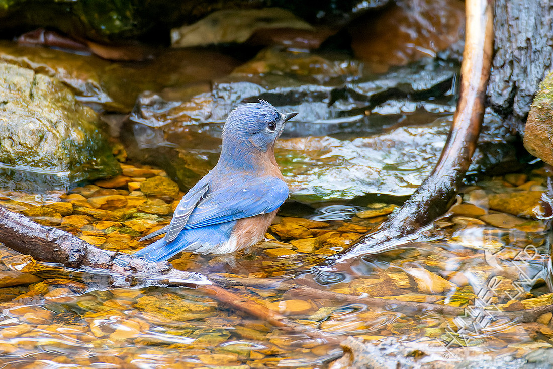 11-19-25 Eastern Bluebird