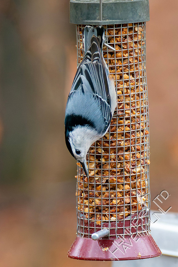 11-21-25 White-breasted Nuthatch