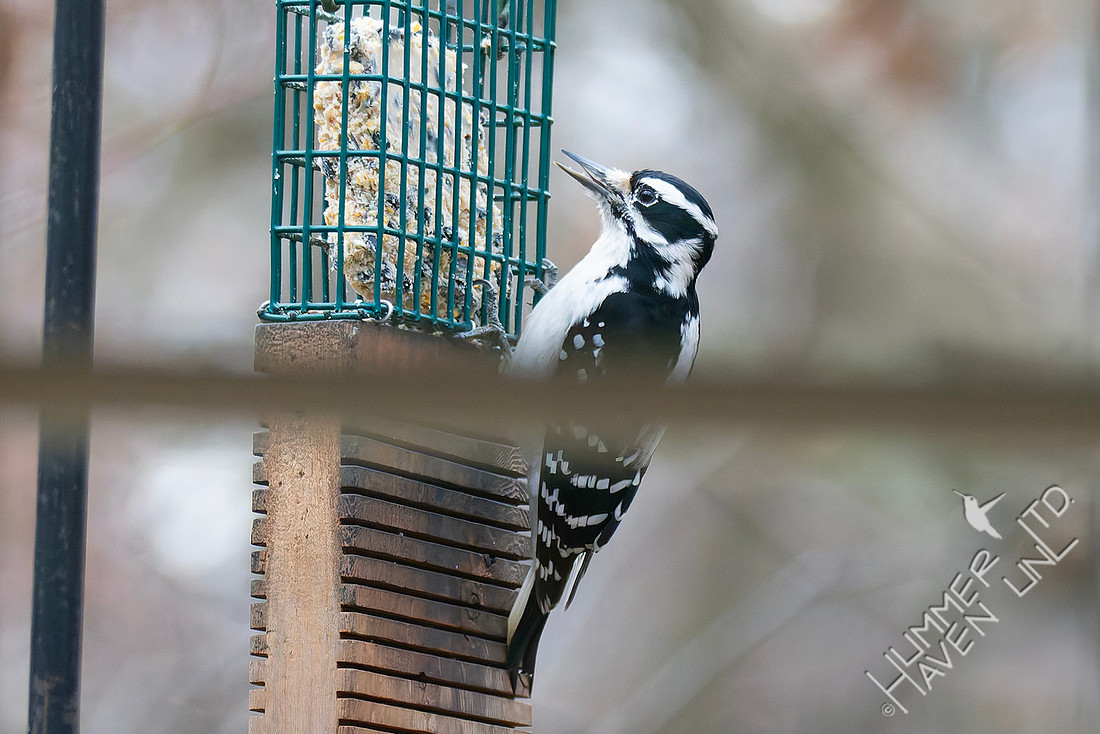 11-26-25 Hairy Woodpecker female