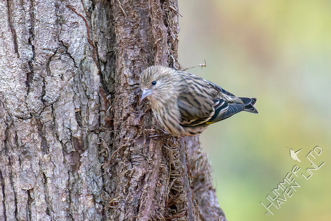 11-26-25 FOY #111 Pine Siskin