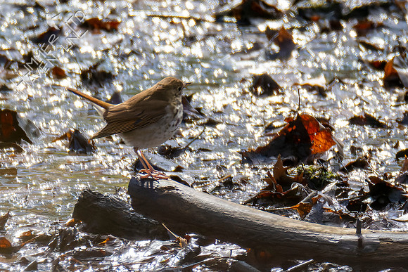 4-6-22 FOY#55 Hermit Thrush first seen on 4-4-22