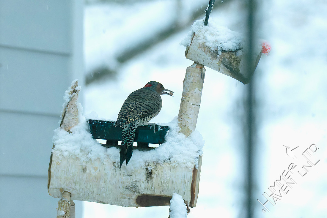 11-29-25 Northern Flicker at Rudy's feeding station