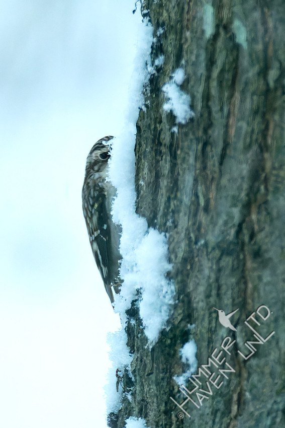 11-29-25 Brown Creeper
